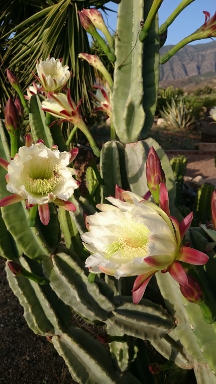 San-Pedro-Kaktus-764x430