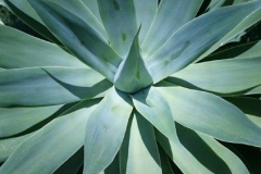 Agave