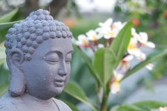 Buddha mit Frangipani